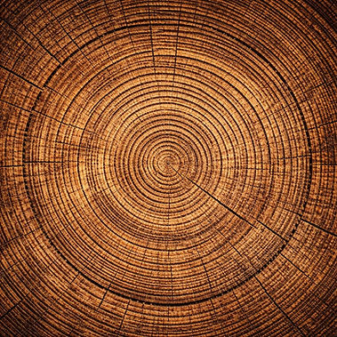 Tree.png