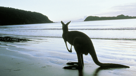 It's a Kangaroo Court