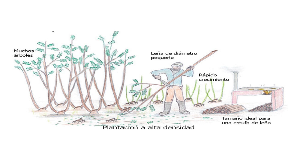 Diapositiva4.JPG