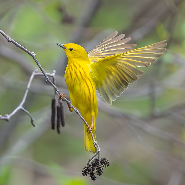 Joanne Vanderleeuw - Angel wings on a Yellow Warbler.jpg