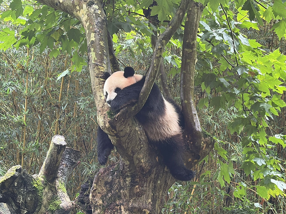 Panda valley 2.jpg