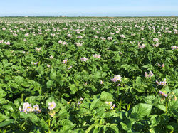Potatoes%20Flowering_edited.jpg