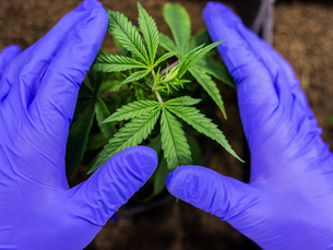 Posse legal de maconha: entenda o que é a ‘PEC das Drogas' e o que muda após a aprovação