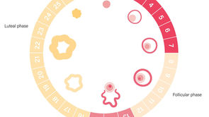 A to Z of the Female Reproductive System: The Menstrual Cycle