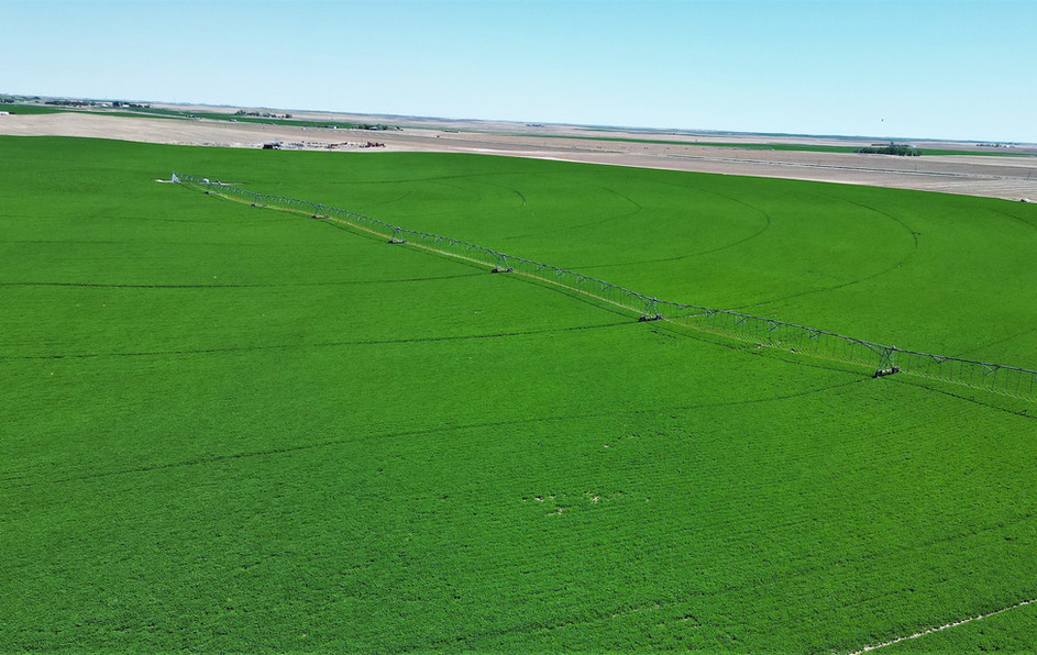 alfalfa, use for website 3.JPG