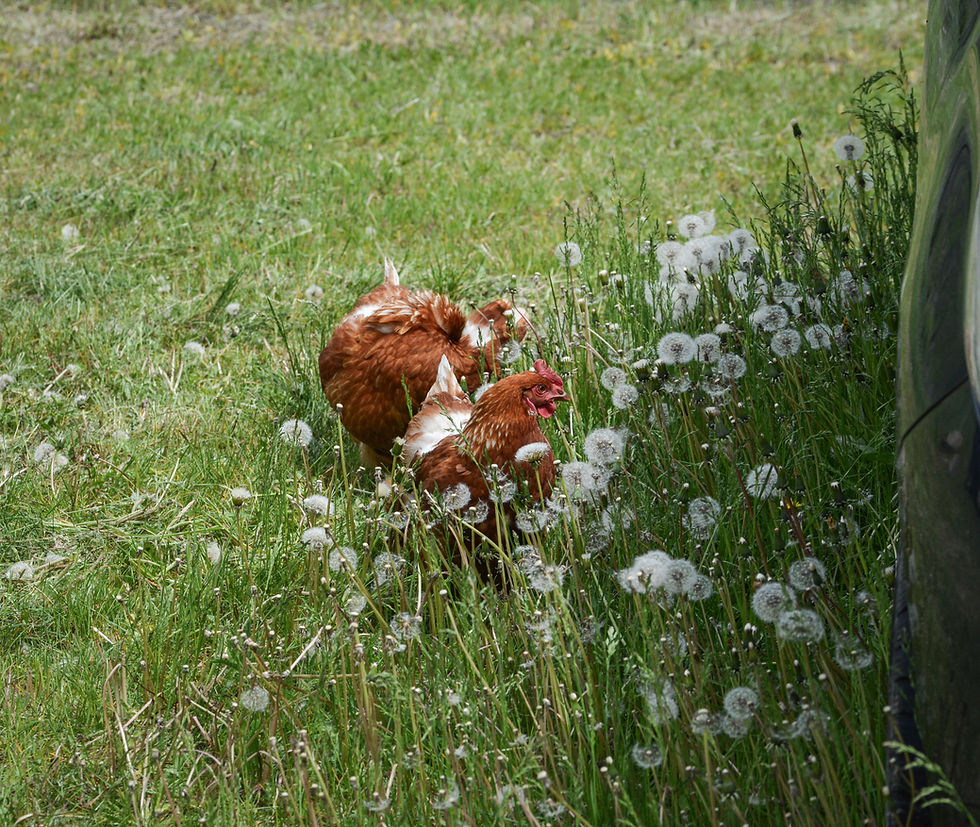 Two chickens frolicking in green grass.