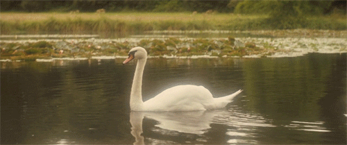 afa0f2ecf610ab8d326058d714d47619.gif