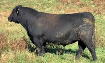 4 SONS BREAKAWAY.jpg