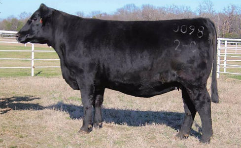 Combined Forces Female Sale PIC OF 0098_edited.jpg