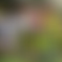 სკოლათაშორისი მატჩი ფრენბურთში