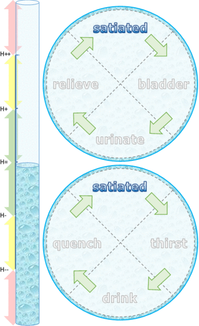 1.5. homeostasis-1200.gif