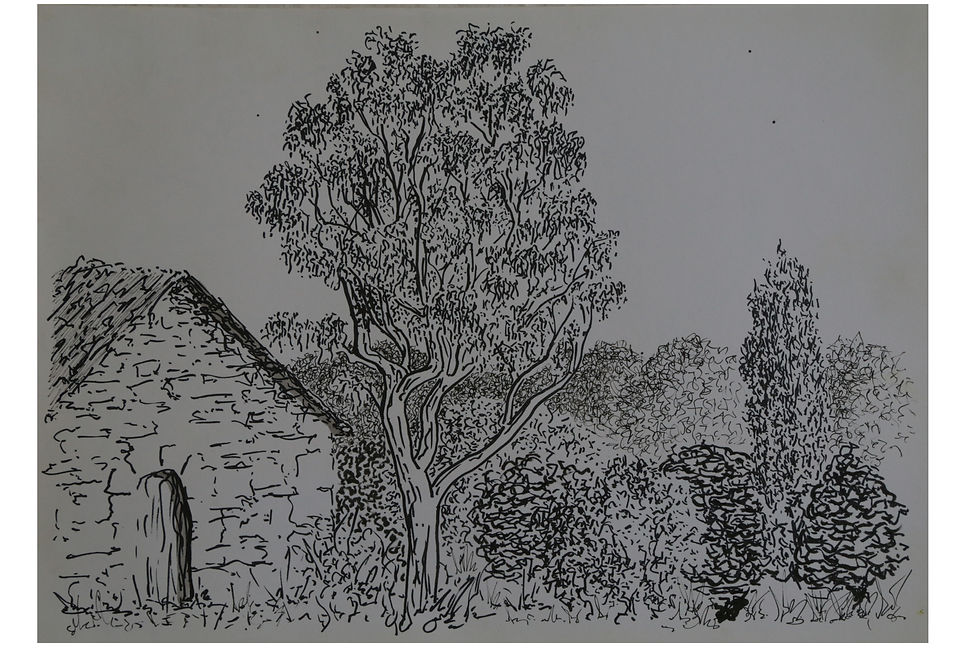Eucalyptus