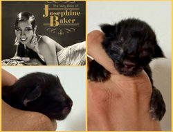 Baker Josephine