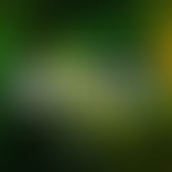 Fractal Pt. 2