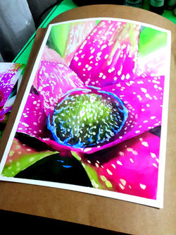 Bromélia Magenta em Foco