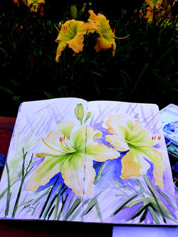 Hemerocallis