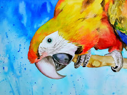 Arara Colorida