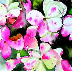 Hortênsia rosa envelhecida