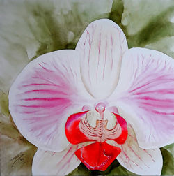 Orquídea XI