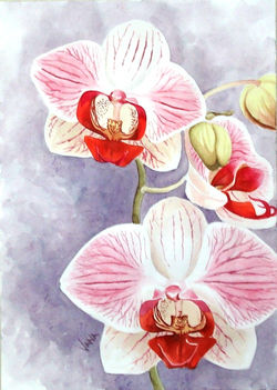 Phalenopsis I