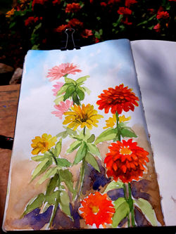 Sketchbook: Zínias