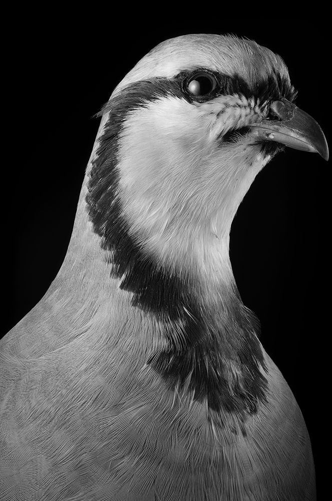 Gustav