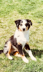 Riff (Sire) Bakers Dozen Litter