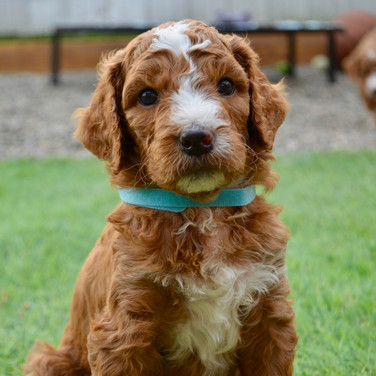Teal Collar