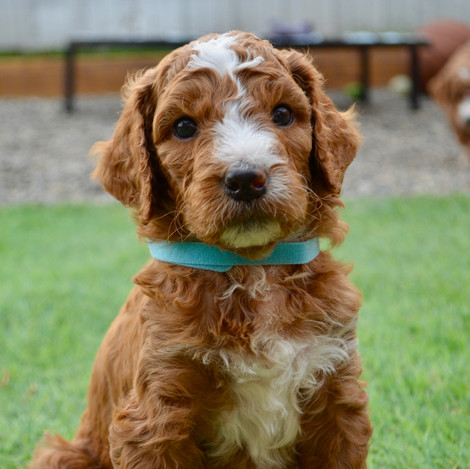 Teal Collar
