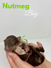 Bakers Dozen Litter