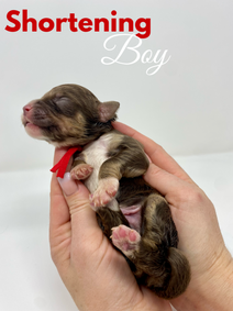 Bakers Dozen Litter