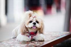Cookie (29)
