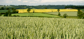 barley-field--1.jpg