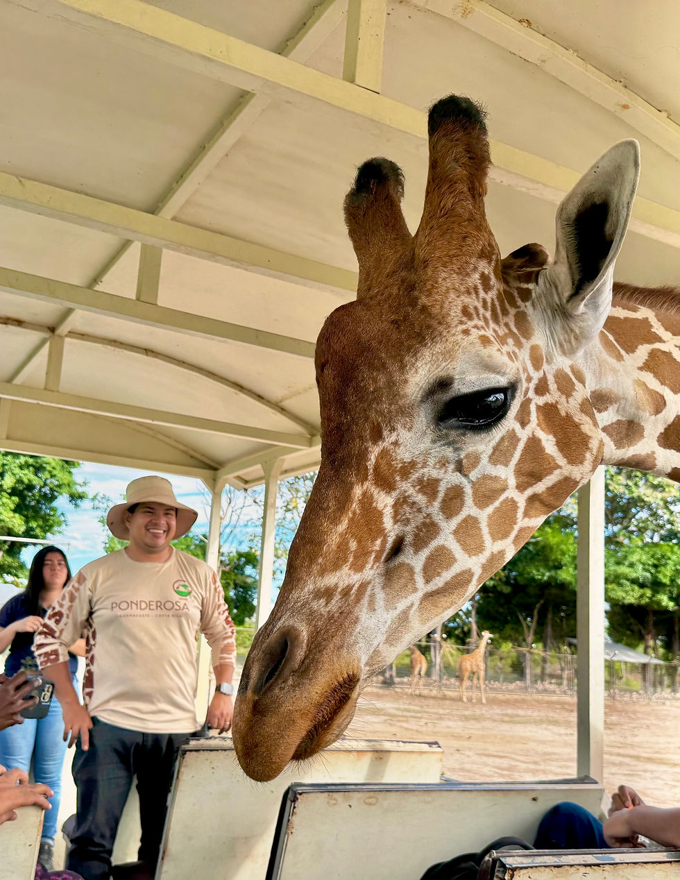 Giraffe encounter during the safari tour at Ponderosa Adventure Park in Guanacaste near Liberia, Costa Rica