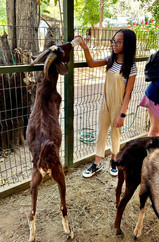 Child feeding a goat at The Monkey Farm interactive tour in Guanacaste, Costa Rica