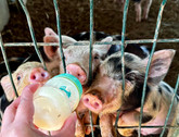 Bottle feeding piglets at The Monkey Farm in Guanacaste, Costa Rica