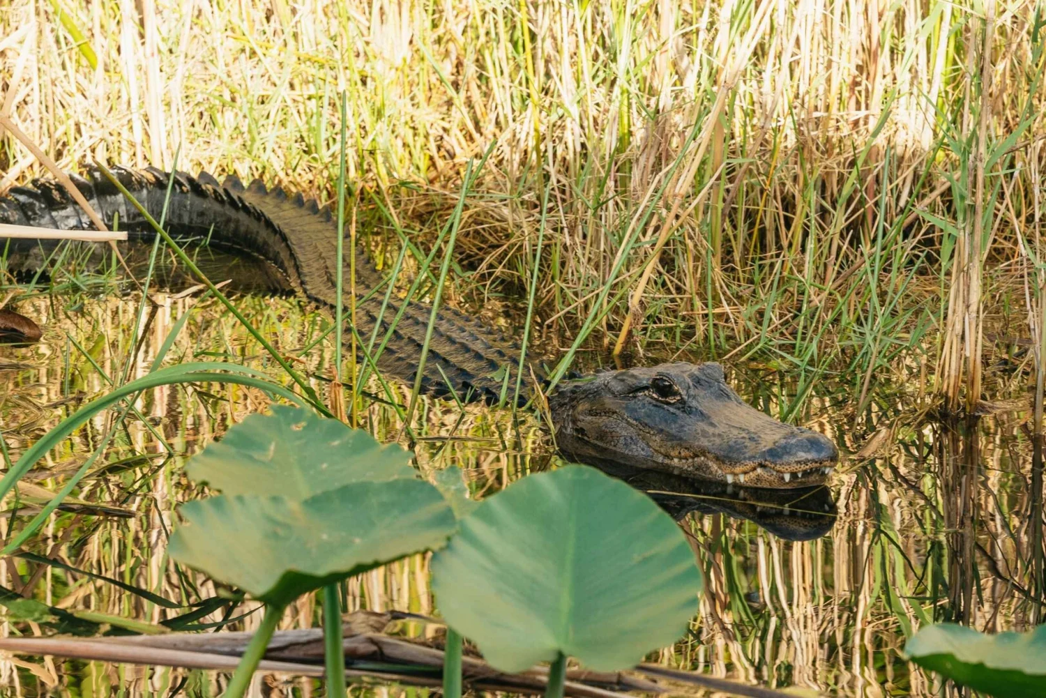 miami-everglades-airboat-ride-wildlife-show-bus-transfer-1153218.webp