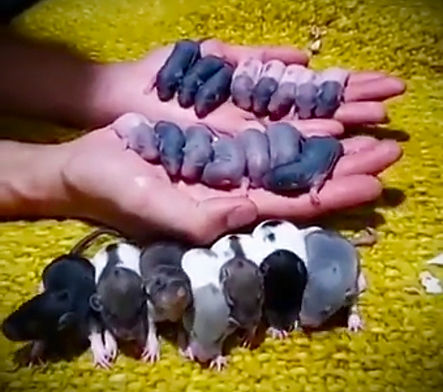 triplebaby.jpg