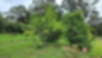 citrus orchard