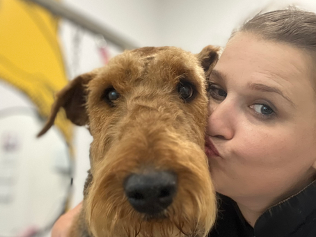 Trymowanie Airedale Terriera – dlaczego ta rasa potrzebuje odpowiedniej pielęgnacji?