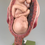 Thumbnail: VINTAGE ANATOMICAL MODEL SET SHOWING PREGNANCY by SOMSO-MODELLE