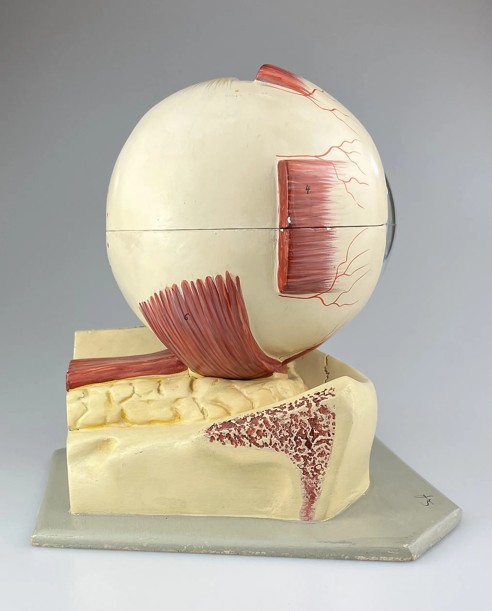 Thumbnail: ANATOMICAL MODEL of the HUMAN EYEBALL by SOMSO