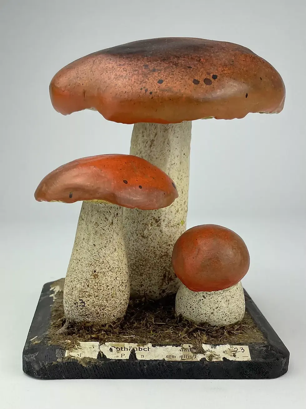 Thumbnail: ANTIQUE DIDACTIC “RED-SKINNED BOLETE” MUSHROOM MODEL