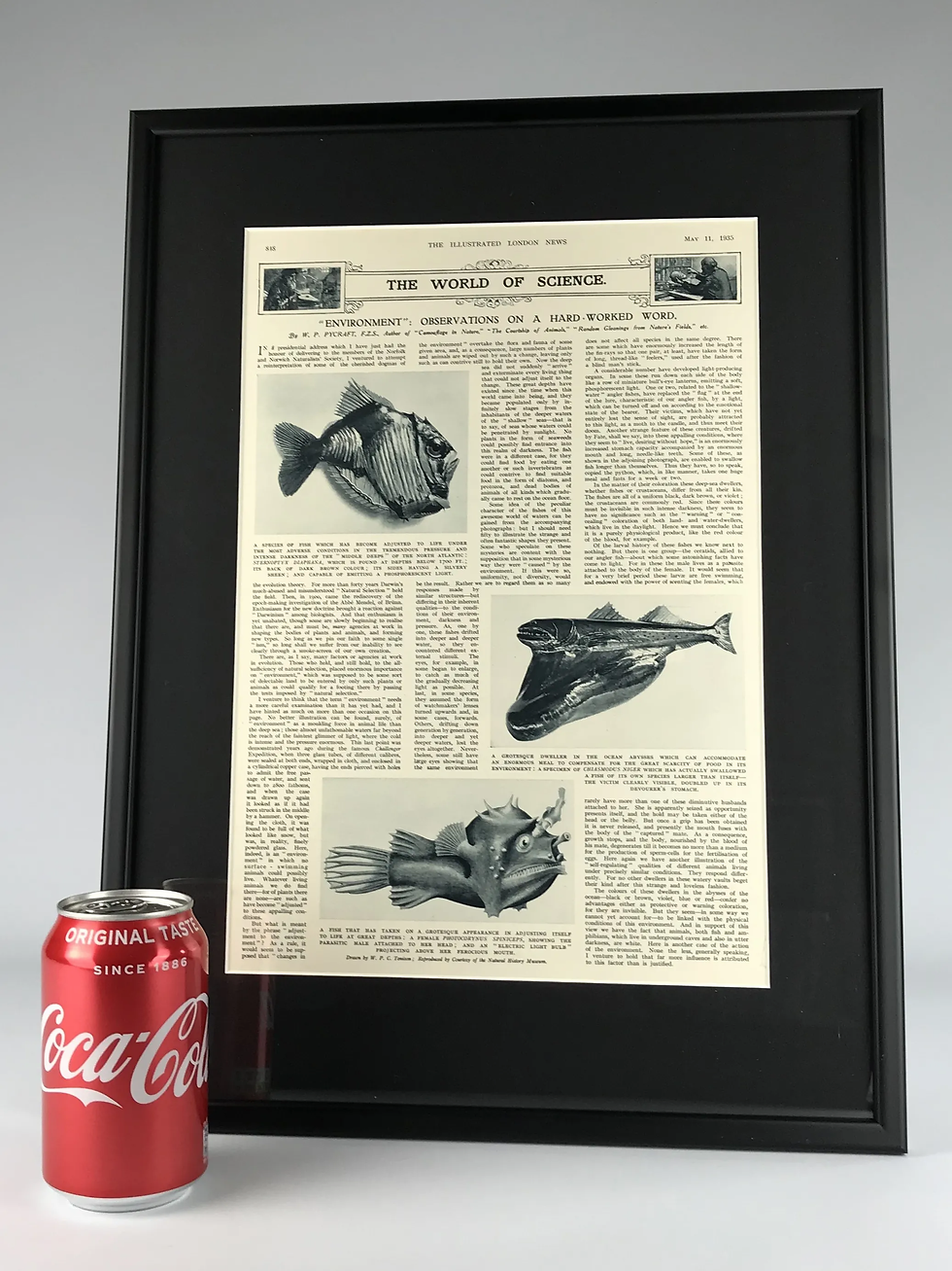 Thumbnail: ARTICLE by W.P. PYCRAFT on EVOLUTION – 1935 – FRAMED and GLAZED