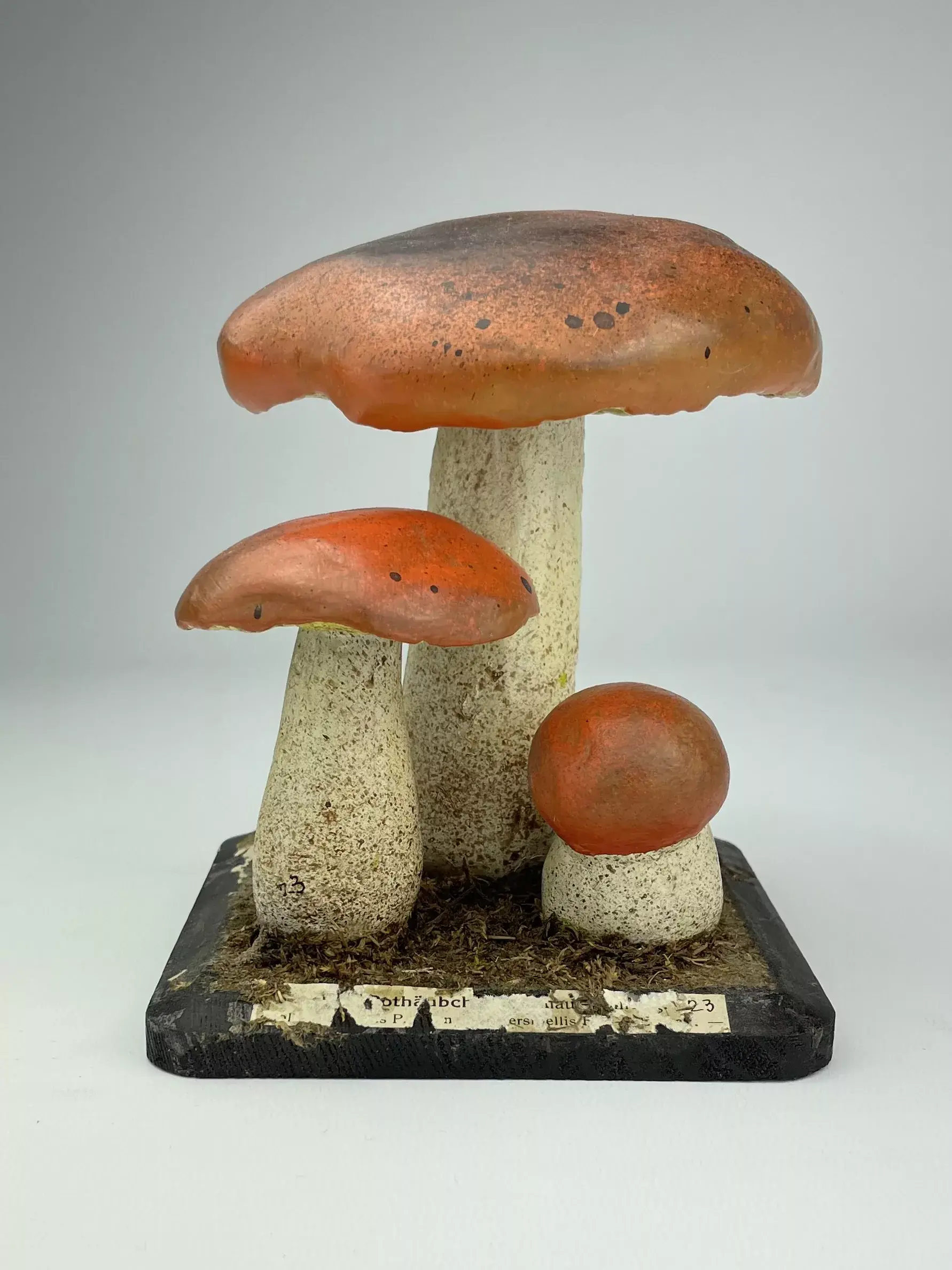 ANTIQUE DIDACTIC “RED-SKINNED BOLETE” MUSHROOM MODEL