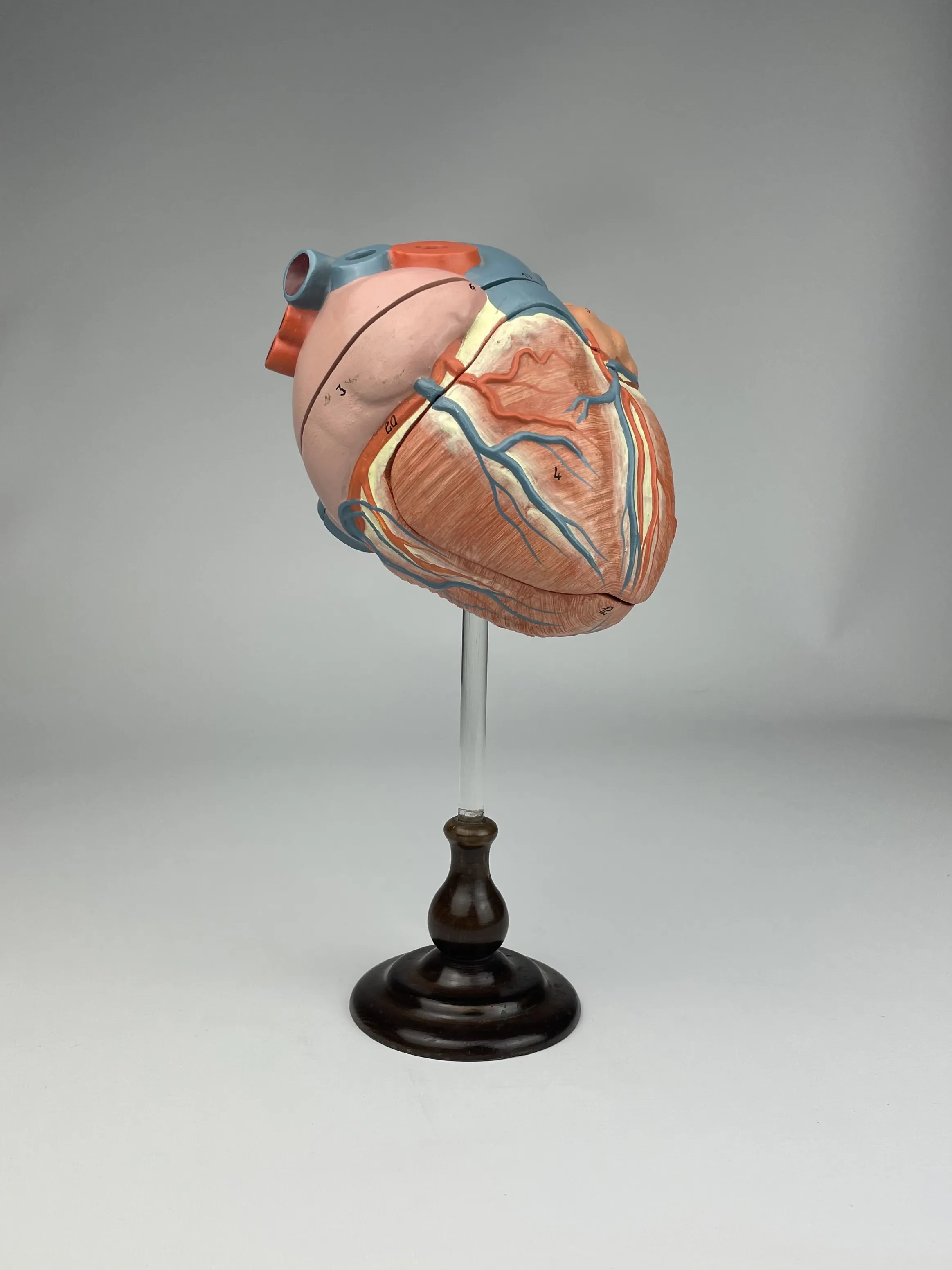 ANATOMICAL MODEL of the HUMAN HEART – CIRCA 1960