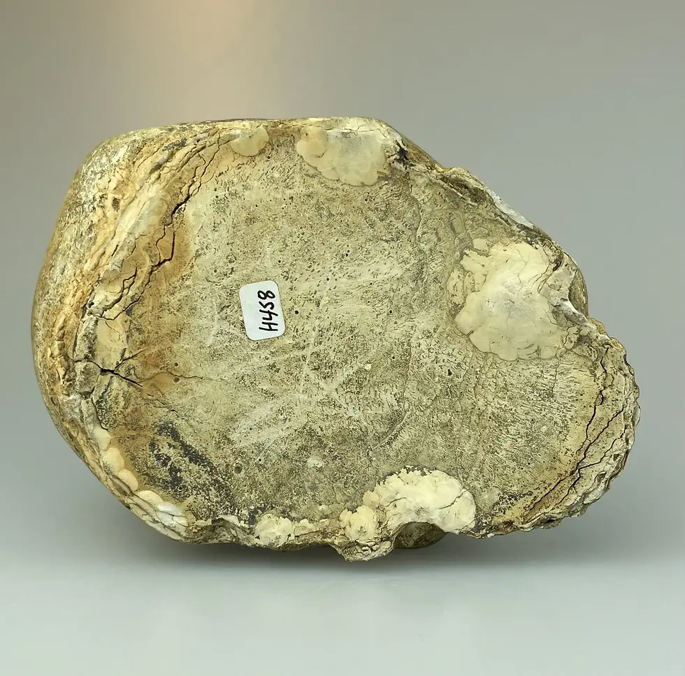 Thumbnail: MEMENTO MORI SKULL