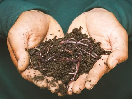Turning Food Scraps into Soil: Vermicomposting Workshops with Roots Farm