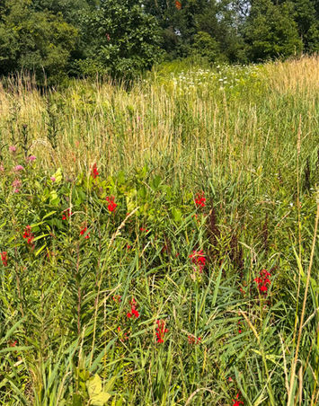 Cardinal flowers after controlled burn