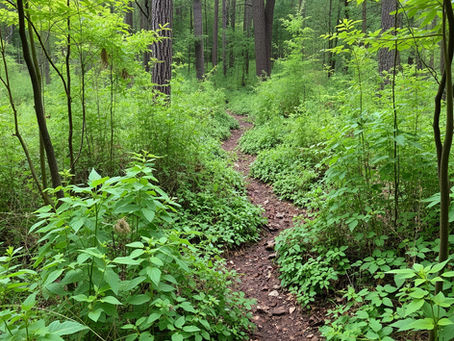 Overgrown woodland trail covered with brush and invasive plants winding through dense forest in Southeastern Wisconsin